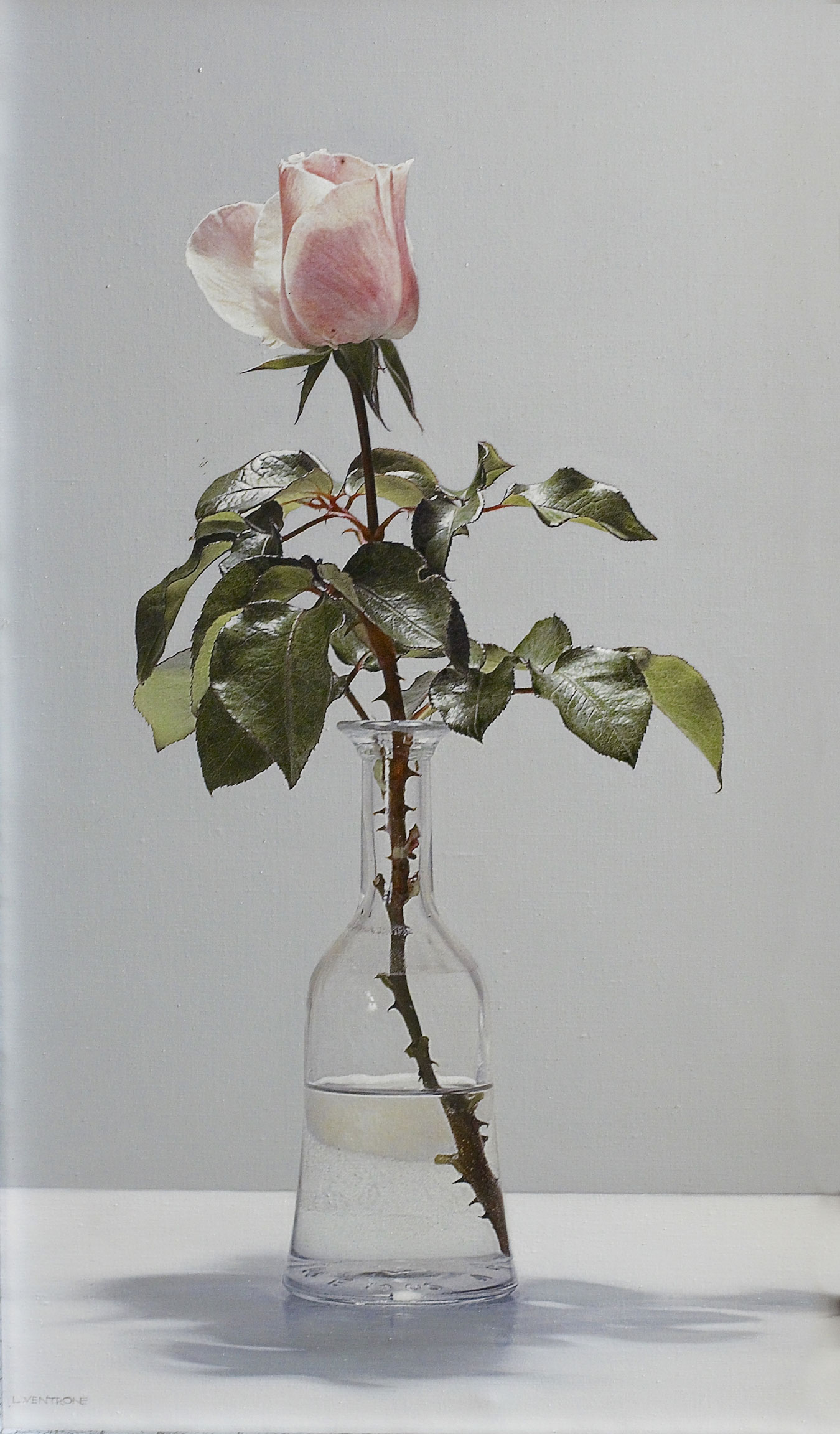 Rosa 2001